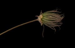 Prairie Smoke on Black 2