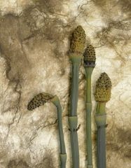 Spring Horsetails